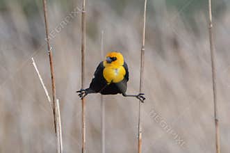Yellow Headed Blackbird Hanging On Reeds
