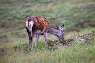 Fawn in Scottish prairie