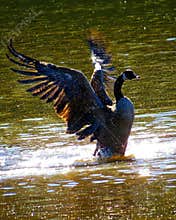 Canada Goose Spreading Wings Splashing In The Water
