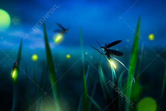 Firegly on a grass field at night