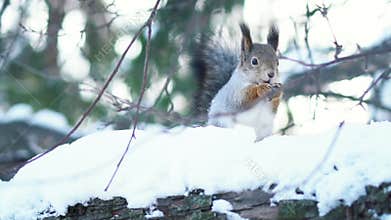 Close-up of squirrel eating nuts in the winter forest. Animals in natural habitats.