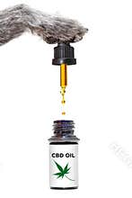Dog Holding CBD Oil Dropper