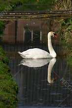 Perfect mirror swan