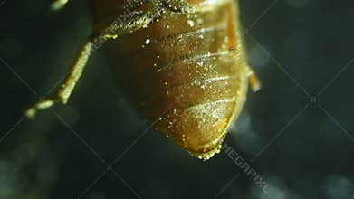 Common bed bug Cimex lectularius underside - permanent slide plate under high magnification