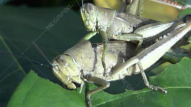 close up of two grasshoppers mating