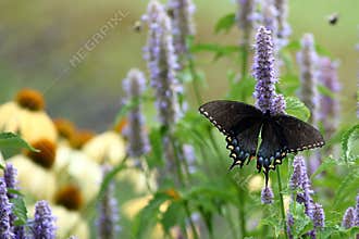 Black Swallowtail Butterfly
