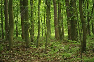 Forest