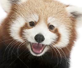 Close-up of Young Red panda or Shining cat, Ailurus fulgens, 7 months old