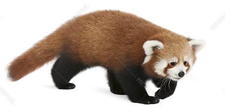 Young Red panda or Shining cat, Ailurus fulgens, 7 months old