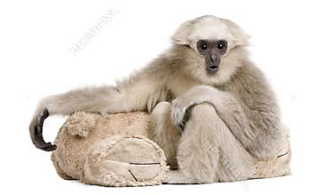 Young Pileated Gibbon, 1 year, Hylobates Pileatus