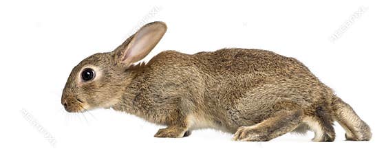 Superclass Rabbit Classification European Rabbit, Common Rabbit, Oryctolagus Cuniculus Sitting On A ...