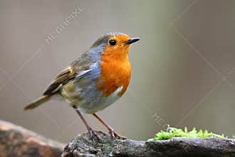 Robin bird on the branch