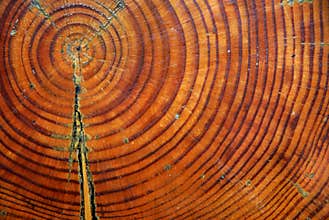 Tree trunk section closeup