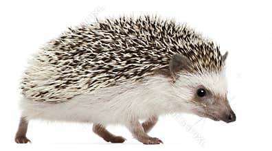 Four-toed Hedgehog, Atelerix albiventris, 2 years old