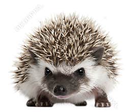 Four-toed Hedgehog, Atelerix albiventris, 3 weeks old