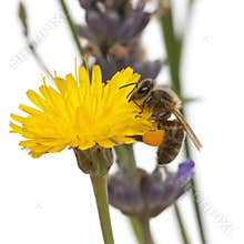 Western honey bee or European honey bee, Apis mellifera, carrying pollen