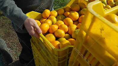 Carrying crates of Oranges and tangerines from plantation