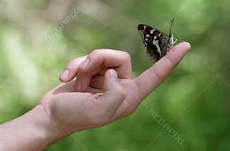 Butterfly on finger