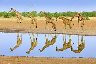 Group of giraffe near the water hole, mirror reflection in the still water, Etosha NP, Namibia, Africa. A lot of giraffe in the