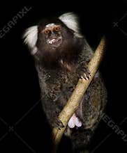 Sagui in tree eating fruit