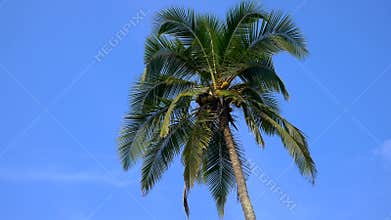 Top of coconut palm tree with blue sky background