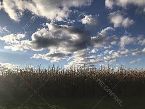 Blue Skies and Crops