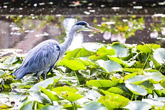 Grey heron eyes fixing pray