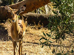 Gazelle looking at camera