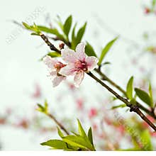 Peach blossom