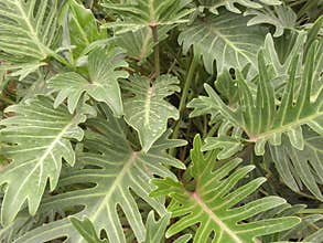 Philodendron xanadu
