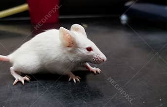 Albino white laboratory mouse on a black desk