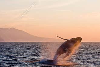 Jumping humpback whale