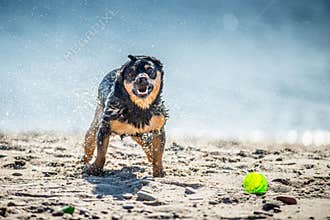 Funny dog games near water, splashing droplets