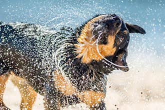 Wet dog shaking near water
