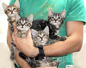 Kittens - held in arms by young man