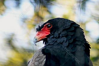Bateleur Eagle, Pine Eagle, Terathopius ecaudatus