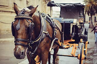 Horse pulling carriage in Sevilla