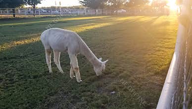 White llama in a paddock with a beautiful sunset
