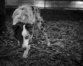 Australain shepherd dog black and white portrait