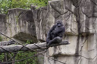Large Female Gorilla in a zoo