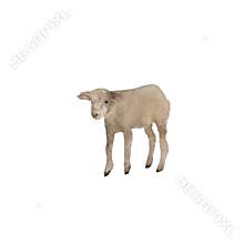 Watercolor white sheep -lamb isolation on white background.