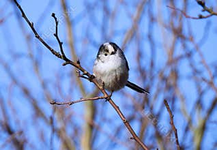 Long tailed tit / Aegithalos Caudatus on a sunny Winter day