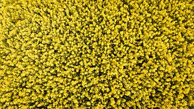 Farming. rapeseed field. Ireland
