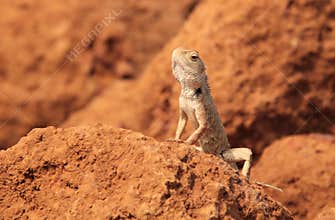 Oriental Garden Lizard in wild