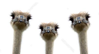 A group of ostriches isolated on white background