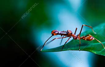 Kerengga Ant-like jumper or Myrmaplata plataleoides