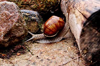 Helix pomatia gliding over the log