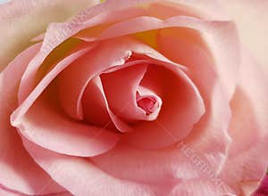 Closeup of tender rose. Pink rose background. Beautiful soft flower.