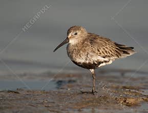 Dunlin at Ft. Desoto