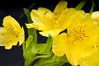 Easter Lilly
